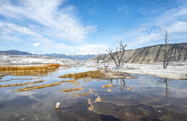 Dead trees on sinter terraces