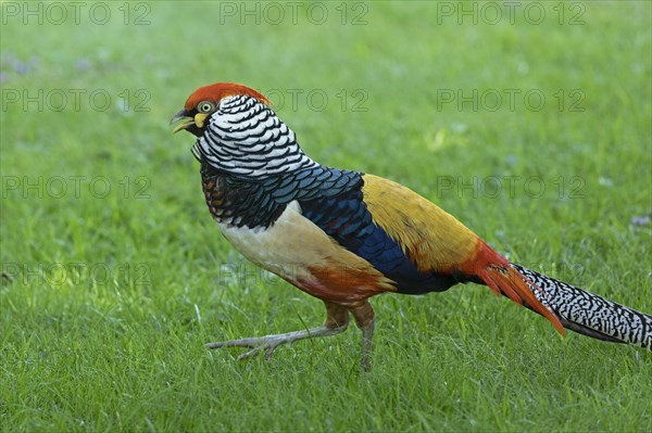 Golden pheasant (Chrysolophus pictus)