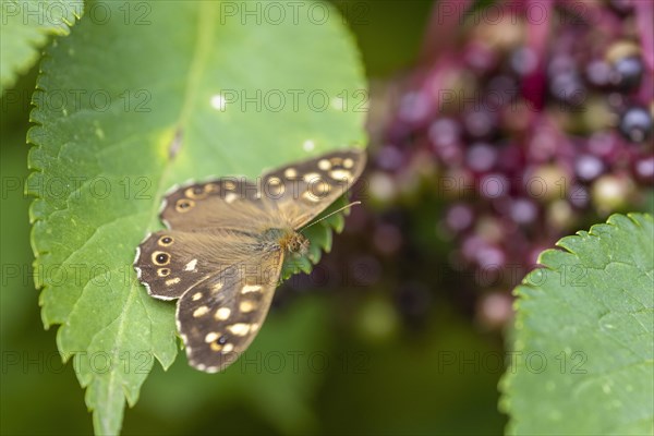 Speckled wood (Pararge aegeria) on elderberry