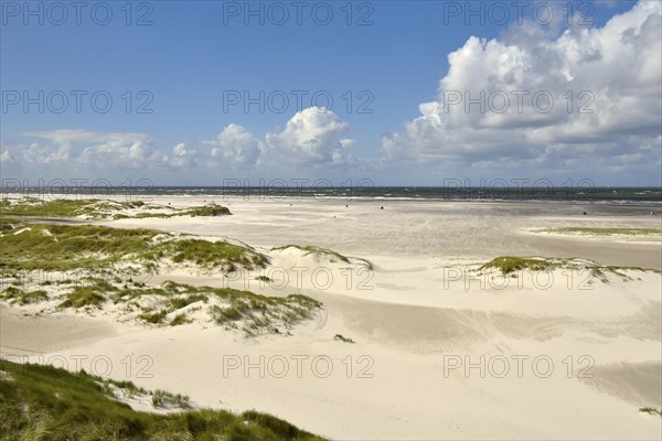 Foredunes on broad Kniepsand