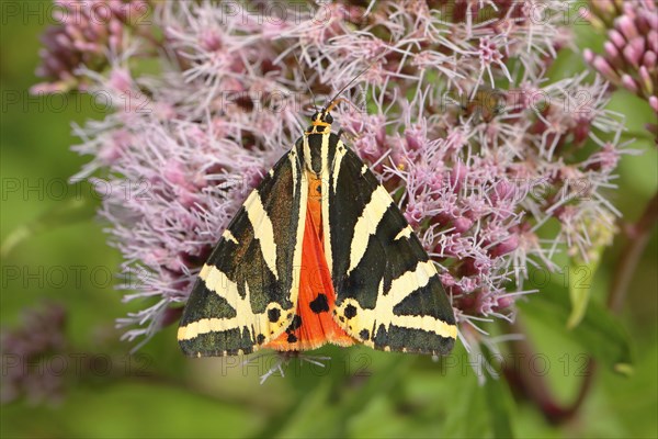 Jersey tiger (Euplagia quadripunctaria) on hemp agrimony (Eupatorium cannabinum)