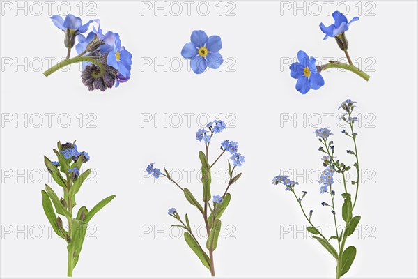 Wood forget-me-not (Myosotis sylvatica)