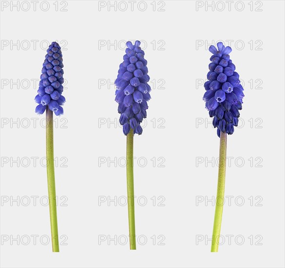 Armenian Grape hyacinth (Muscari armeniacum)