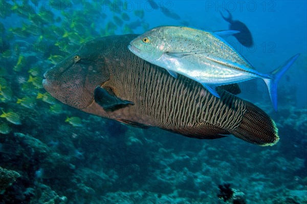 Bluefin trevally (Caranx melampygus) hunting in the shade of juvenile napoleon fish (Cheilinus undulatus)