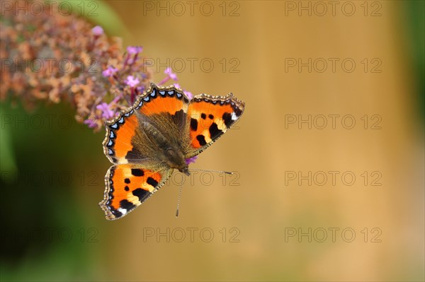 Small tortoiseshell (Aglais urticae)