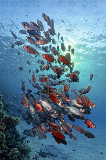 Shoal of Common Bigeye (Priacanthus hamrur) Bass swimming backlit over coral reef