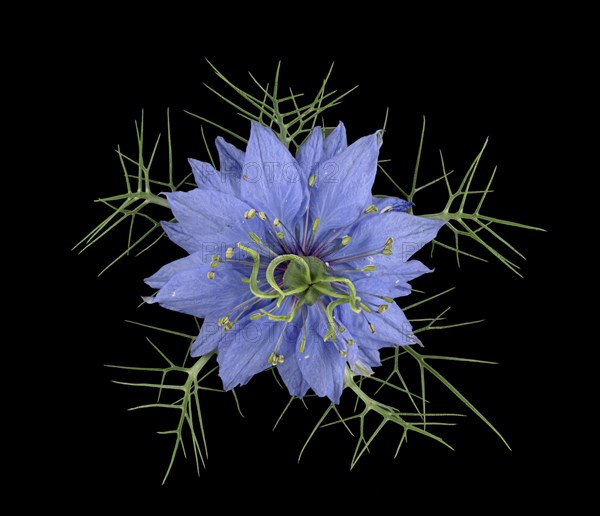 Love in a mist (Nigella damascena)