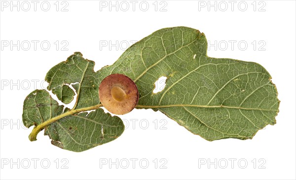 Striped oak gall wasp (Cynips longiventris)