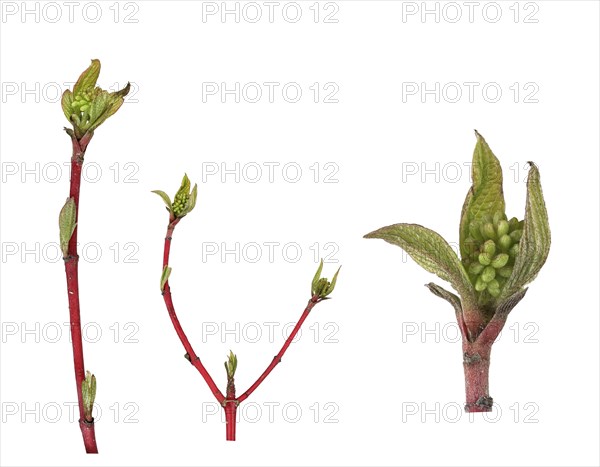 Common Dogwood (Cornus sanguinea)