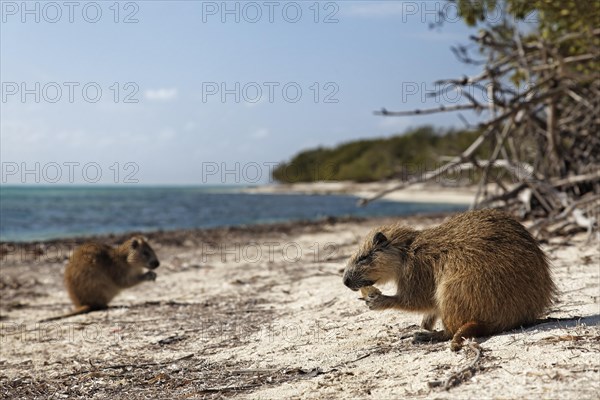 Desmarest's hutia (Capromys pilorides)