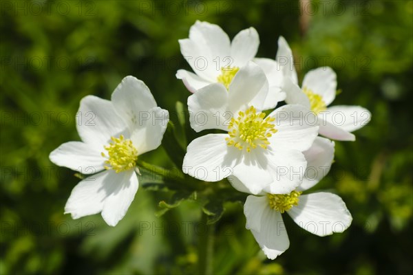 Flowering silverwort (Dryas octopetala)