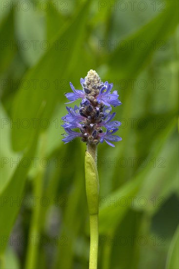 Flower of heart-leaved pikewort (Pontederia cordata)