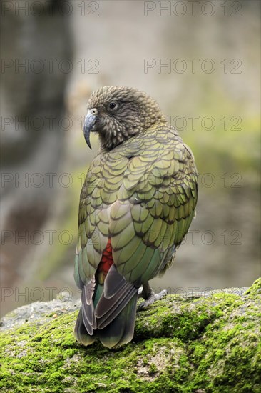 Kea (Nestor notabilis)