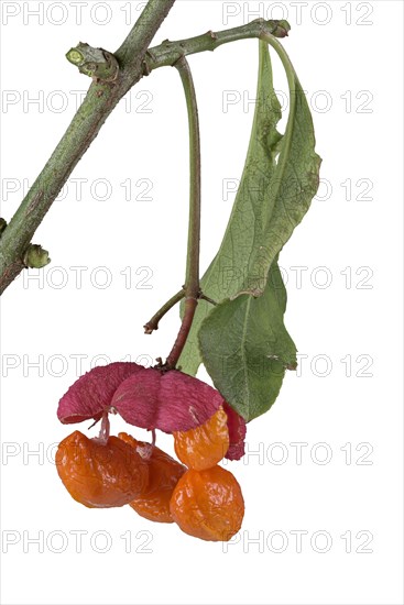 European spindle (Euonymus europaeus)