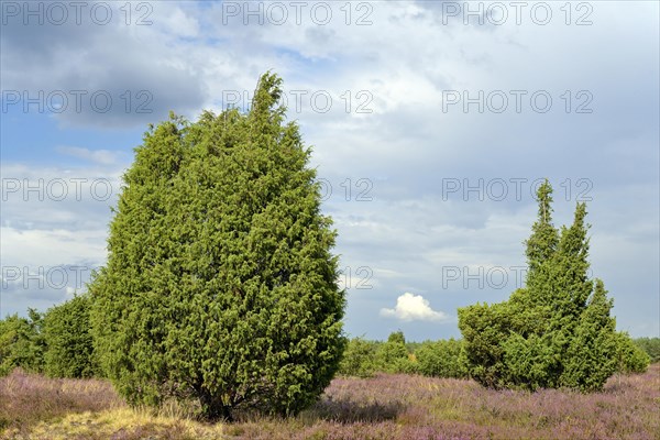 Heathland