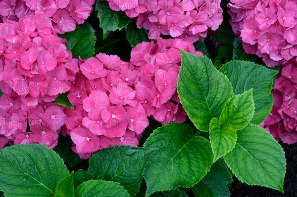 Bigleaf Hydrangea (Hydrangea macrophylla)