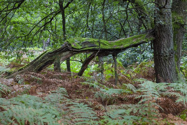 Oak forest with bracken