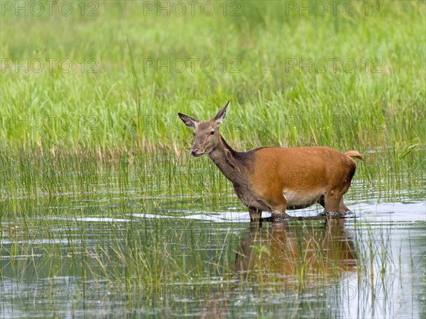 Red deer (Cervus elaphus) cow