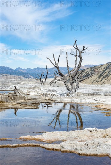 Dead trees on sinter terraces