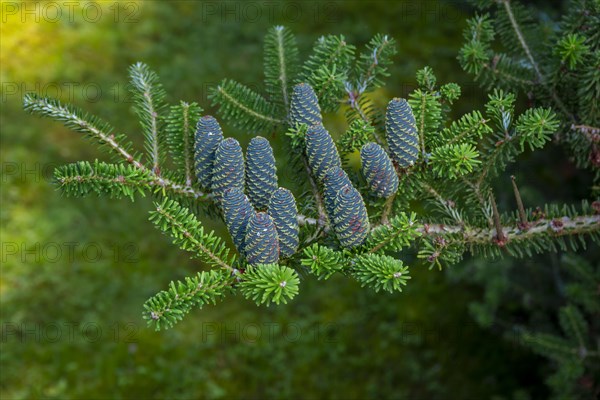 Korean fir (abies koreana) cones