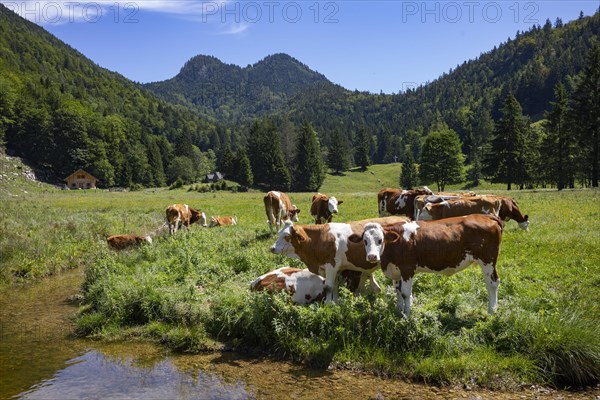 Herd of cows on the mountain pasture at Moosalm near Schwarzensee