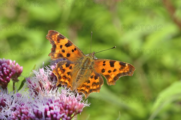 Comma (Polygonia C-album) on hemp agrimony (Eupatorium cannabinum)