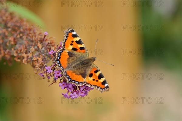 Small tortoiseshell (Aglais urticae)