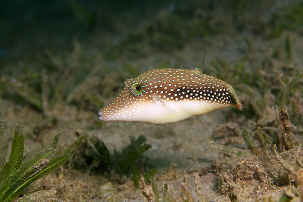 Margaritata Puffer (Canthigaster margaritata) Red Sea