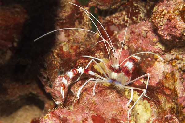 Banded Coral Shrimp (Stenopus hispidus)