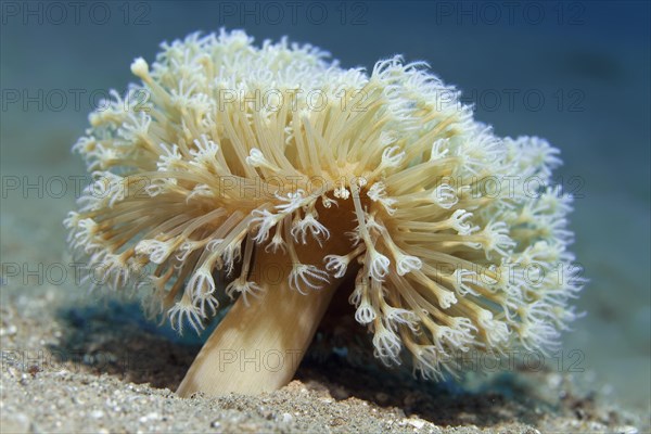 Young leather coral (Sarcophyton) on sandy bottom