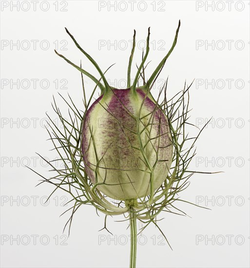 Love in a mist (Nigella damascena)