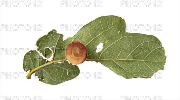 Striped oak gall wasp (Cynips longiventris)