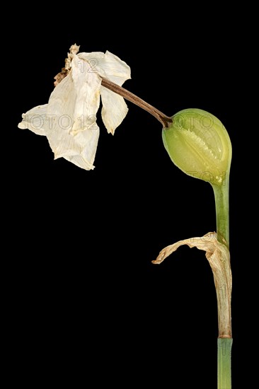 Poet's Daffodil (Narcissus poeticus)