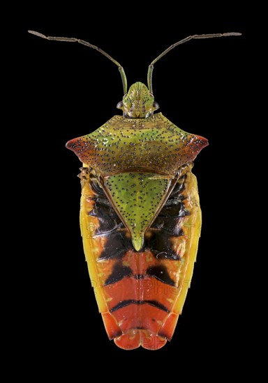 Hawthorn shield bug (Acanthosoma haemorrhoidale)