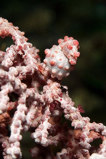 Pregnant female pygmy seahorse (Hippocampus bargibant) sitting on gorgonian (Muricella plectana)