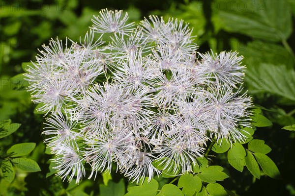 Columbine greater meadow rue (Thalictrum aquilegiifolium)