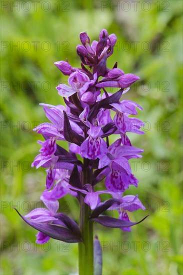 Moorland spotted orchid (Dactylorhiza maculata)