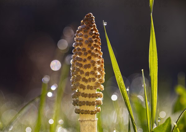 Grass blades with dewdrops and Field horsetail (Equisetum arvense)