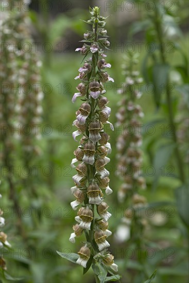 Woolly Foxglove (Digitalis lanata)