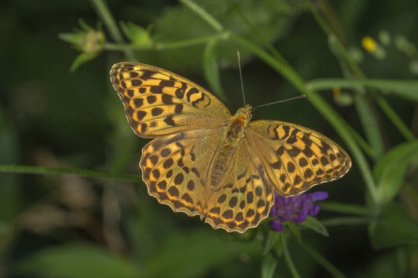 Silver washed fritillary (Argynnis paphia) female with normal colouration on a flower