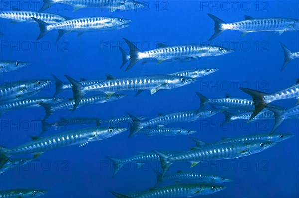 School of Blackfin barracudas (Sphyraena qenie)