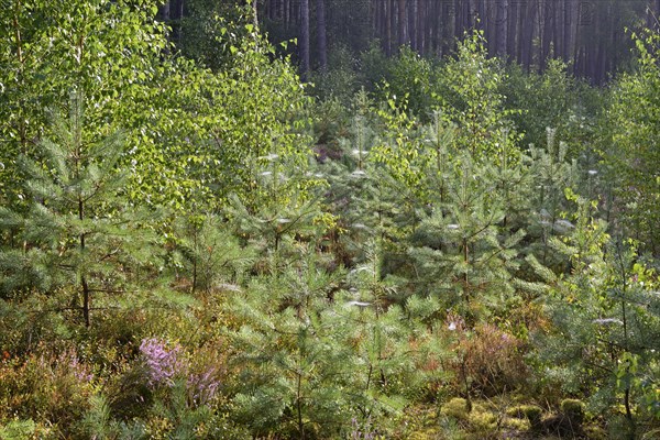 Heathland