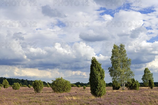 Heathland