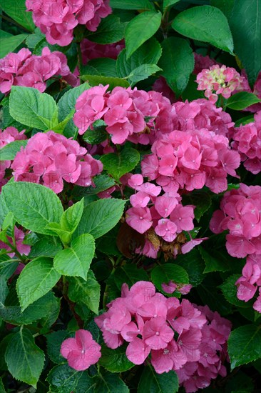 Bigleaf Hydrangea (Hydrangea macrophylla)