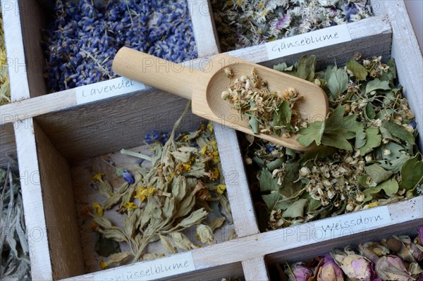 Various dried plants in wooden box with wooden shovel