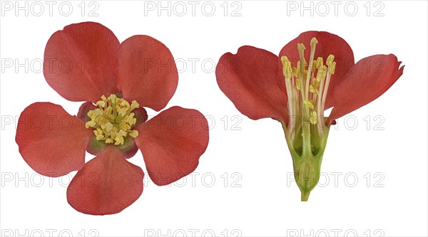 Japanese ornamental quince (Chaenomeles)