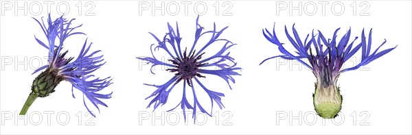 Perennial cornflower (Cyanus montanus)