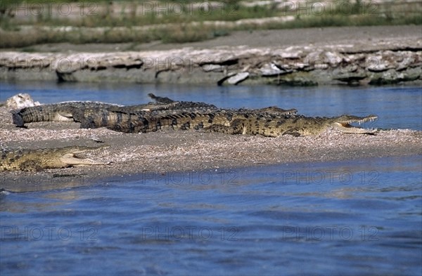 American crocodile (Crocodylus acutus) sunning itself on a sandbank