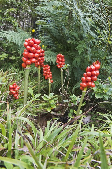 Common arum (Arum maculatum)