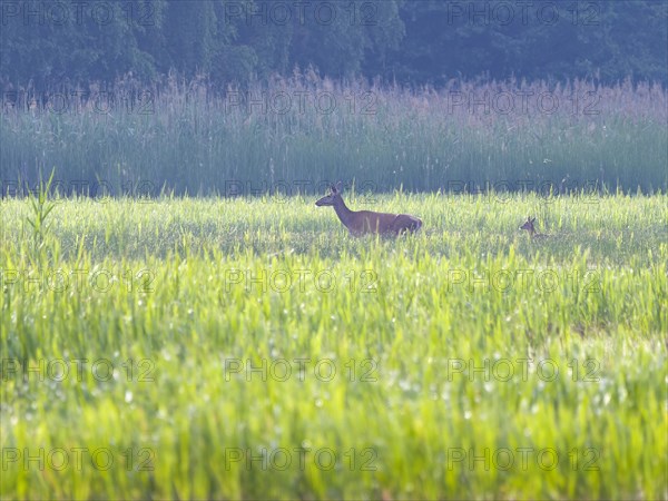 Red deer (Cervus elaphus) cow with stag calf